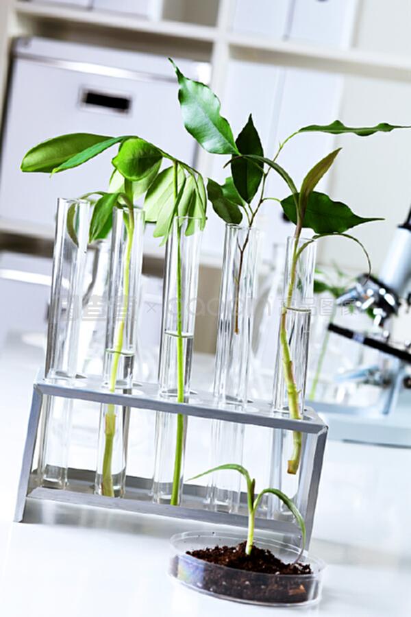 生物學(xué)實驗室中的綠色植物 自然科學(xué)研究的試驗與發(fā)展